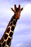 GiraffeLewa_004