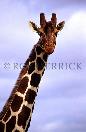 GiraffeLewa_004