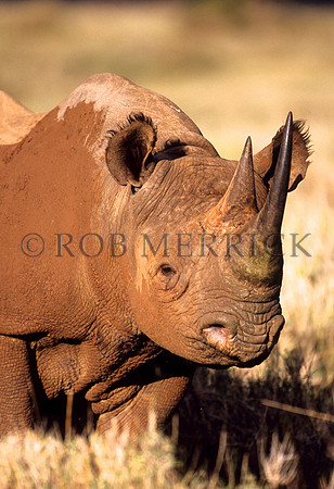 BlackRhinoLewa_038