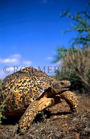 LeopardTortoiseSamburu_001
