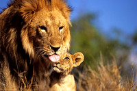 LionLewa_017