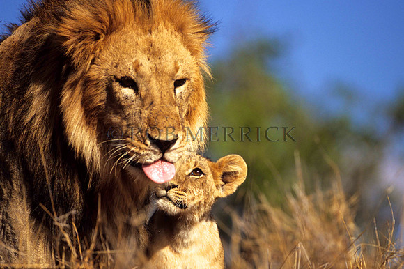 LionLewa_017