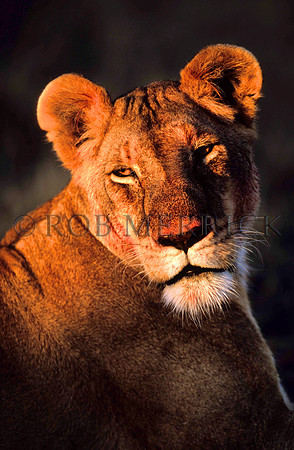 LionMara_021