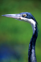 HeronAmboseli_001