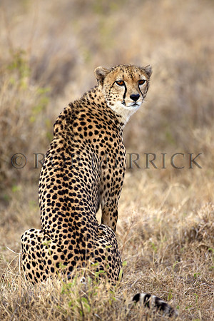CheetahLewa_028