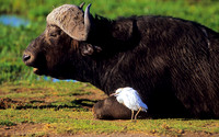 CapeBuffaloAmboseli_002