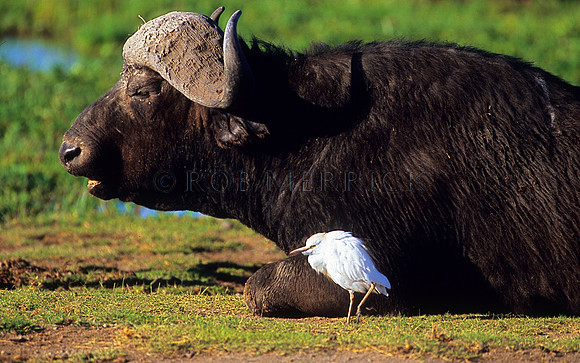CapeBuffaloAmboseli_002