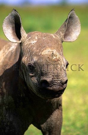 BlackRhinoLewa_021
