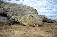CrocMara_001