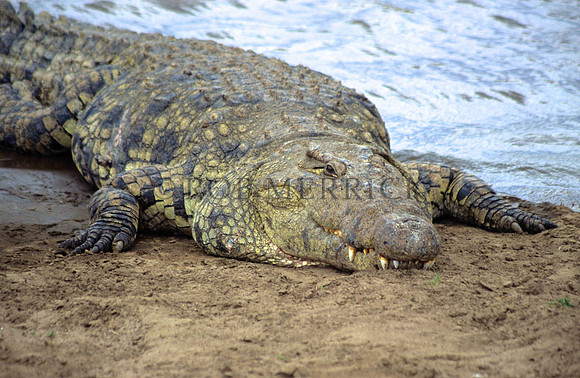 CrocMara_001