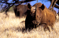 BlackRhinoLewa_017