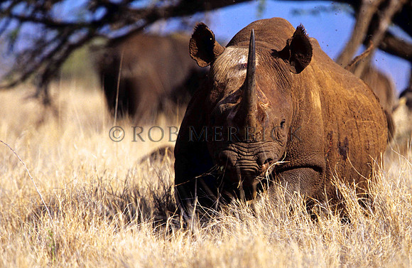 BlackRhinoLewa_017