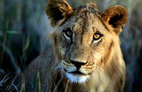 LionLewa_002