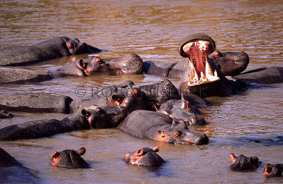 HippoMara_004
