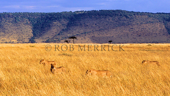 LionMara_012