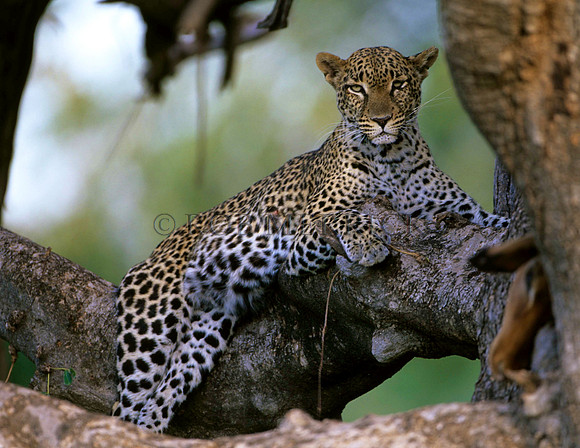 LeopardSamburu_003