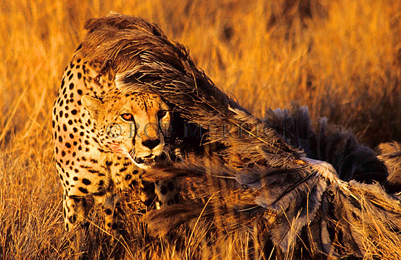 CheetahLewa_022