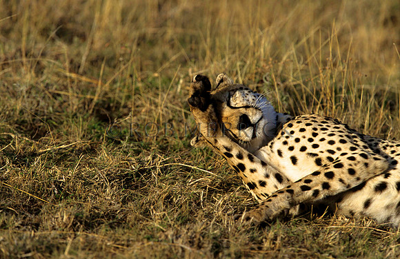 CheetahLewa_043