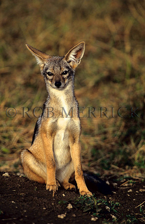 SilverbackJackalMara_003