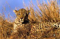 LeopardLondolozi_004