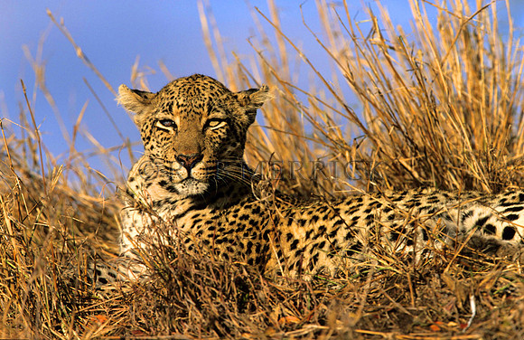 LeopardLondolozi_004