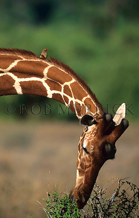 GiraffeSamburu_002
