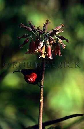 ScarletChestedSunbirdLewa_001