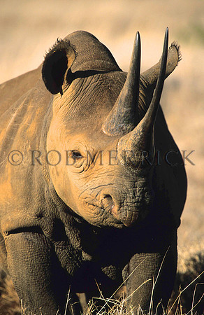 BlackRhinoLewa_029