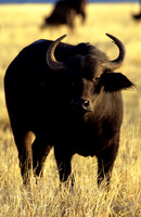CapeBuffaloLewa_004
