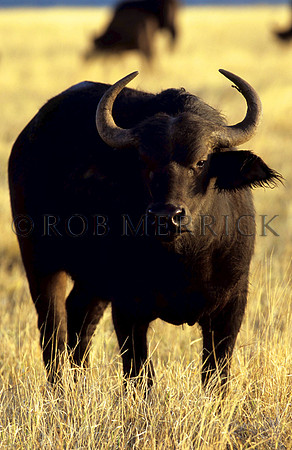 CapeBuffaloLewa_004