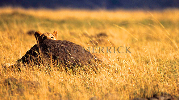 LionMara_014