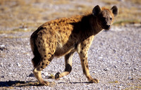 HyenaAmboseli_007