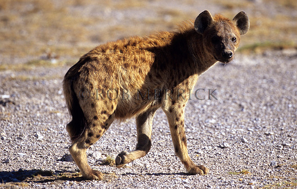 HyenaAmboseli_007