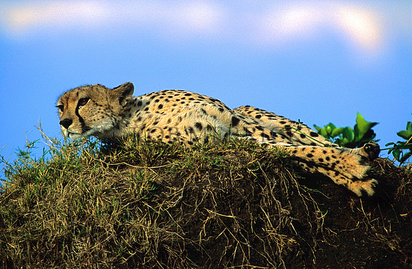 CheetahMara_016