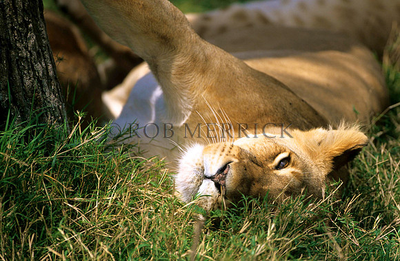 LionMara_046