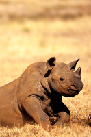 BlackRhinoLewa_006