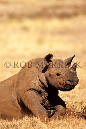 BlackRhinoLewa_006