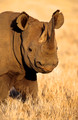 Rhino