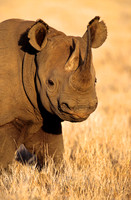 BlackRhinoLewa_002