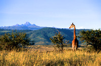 GiraffeLewa_011
