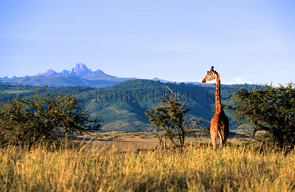 GiraffeLewa_011