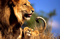 LionLewa_001