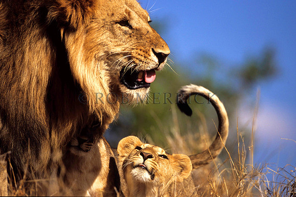 LionLewa_001