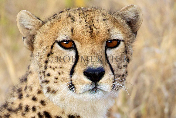 CheetahLewa_027