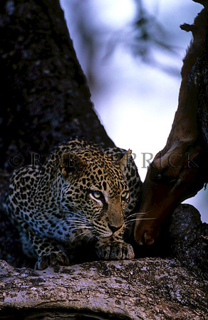 LeopardSamburu_004