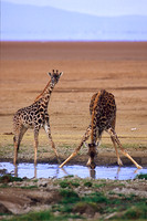 GiraffeAmboseli_001