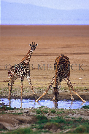 GiraffeAmboseli_001