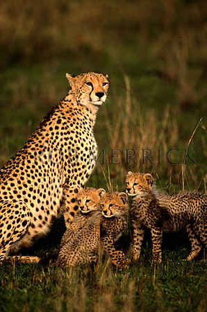 CheetahMara_012