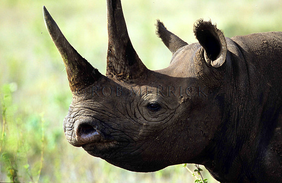 BlackRhinoLewa_008