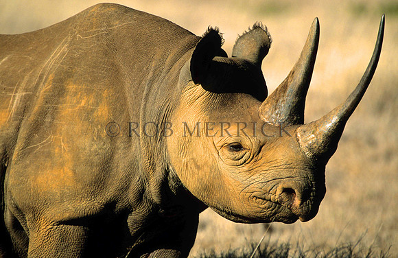 BlackRhinoLewa_027